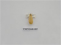 藏品(巨橙苔蛾)的圖片